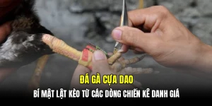 Đá gà cựa dao - Bí mật lật kèo từ các dòng chiến kê danh giá